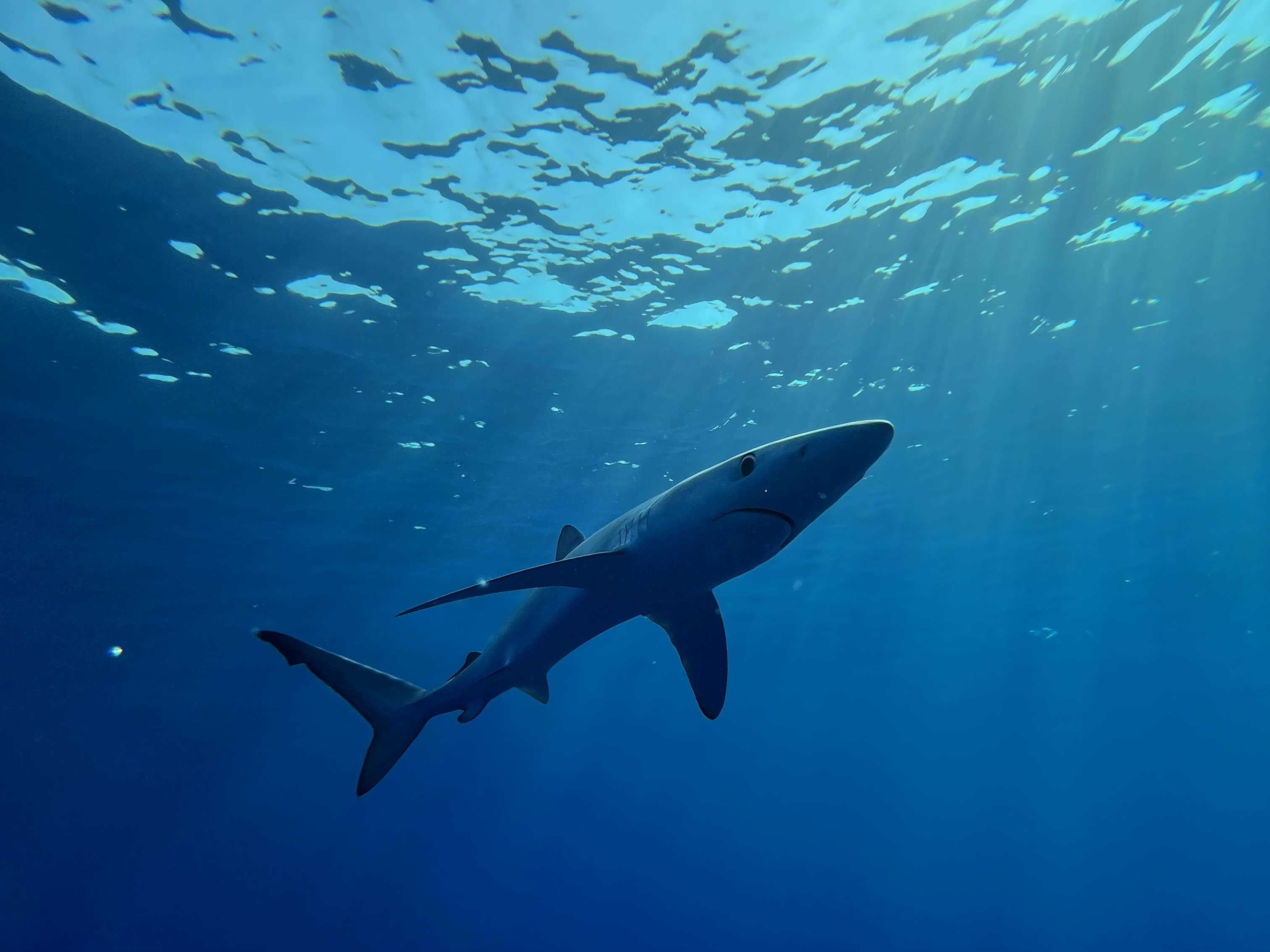 Snorkel con Tiburones